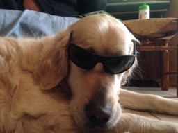 I PIGRI Finalmarco post image