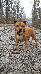 Dogwalker NL... logo