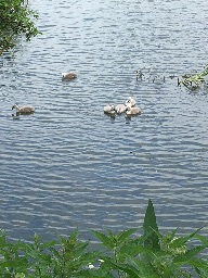 PacerGal_1959 post 1