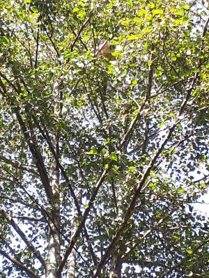 Ferrol Curuxeiras logo