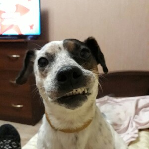 Анна 🇷🇺 🐶🌞🐾