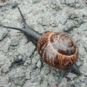 wanderschnecke
