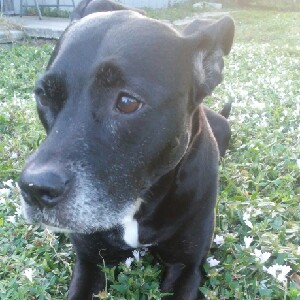 walkingphoenix🍃🐾💜🐾🍃