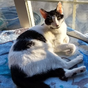 Geerjammer 🐆🐾🐾