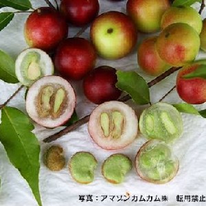 アセロラカムカム