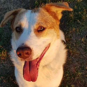 Andreas 🏁🐕👣🏃‍♂️