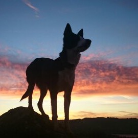 Anschi 🐾🐾 profile