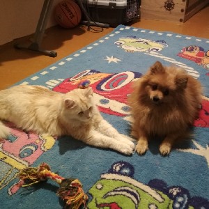 Миляга  🇷🇺 ☀🐯☀