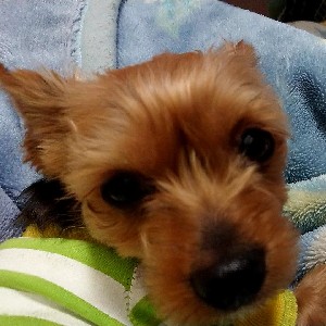 めいちゃんと歩こう🐾 profile