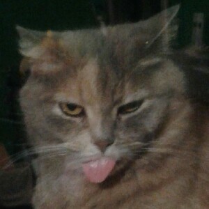 Людмила 🇺🇦✌️🇨🇭