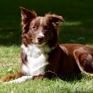 isi.freya 👣🐾🌍