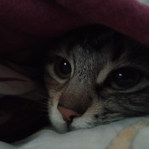 ⭒卂ㄥㄚ卂丂卄卂⭒