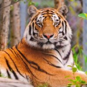 Сергей 🇷🇺 profile