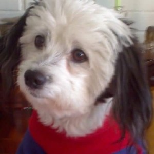 Francisco López 🏈🏀🇨🇱🇪🇸⛑️