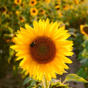 pacergirl🌞🍀🌻🐈🐾