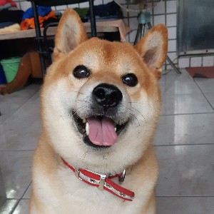 物理治療 游怡貞