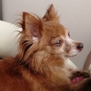 Мурелена🍃🇷🇺