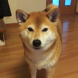 🐶げん太郎🐶