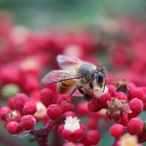 Yuen Chi Ping profile