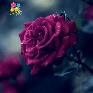 Chocolate ⚃🌠⚘