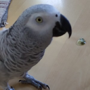 Anastas 🇧🇬 profile