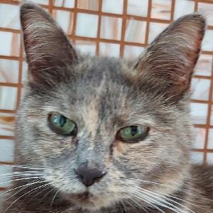 Сергей 👣 icon