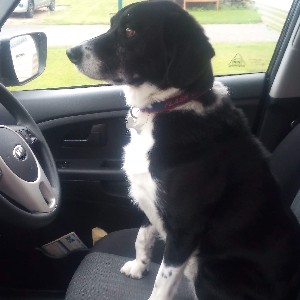 Max🧡Paddy💚Harry❤️