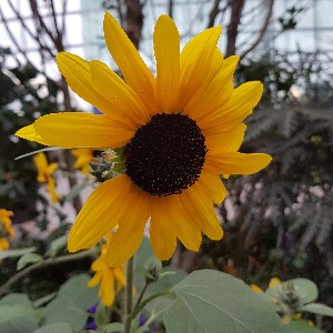 Josephine Peh meng yin