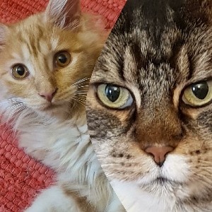 alltime ready profile