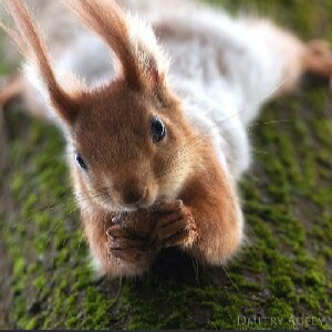 🚳Squirrel