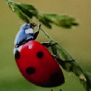 moenchswalde profile