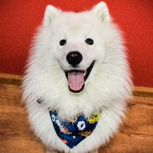 Bonzo_Samoyed icon