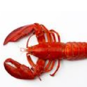 波斯頓大龍蝦