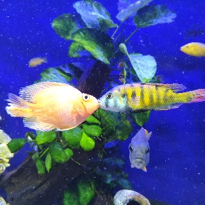 Senthil, Waterford profile