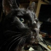 Lisa🇨🇦🚶‍♀️