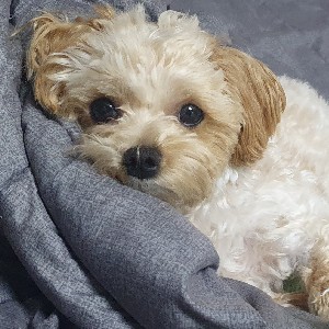 부평계양분회 강수정