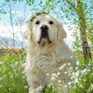 kuki_goldenretriever