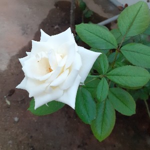 FaThi 🇮🇳 💐 profile