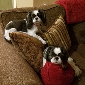 🌻🌹 Jodi 🌹🌻