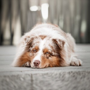 Wilson&Jaskier profile