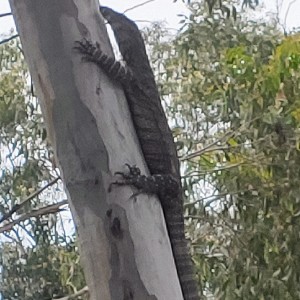 Chucky 🇦🇺🇦🇺