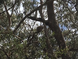 🦘Mono1946 🇦🇺 post 2