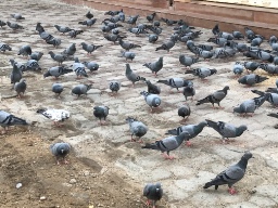 Memnagar walkers logo