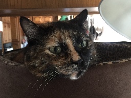 Friends of CK_Walks logo