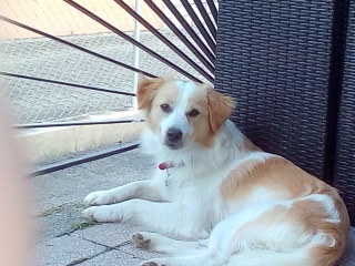 Spaß am Laufen 🦮🏃🏼‍♀️🏃🏼‍♂️ logo