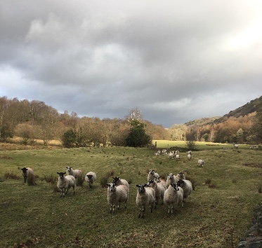 Walking in the Lake District logo