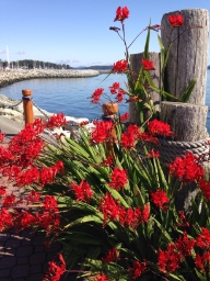 The Canadian Walkers logo