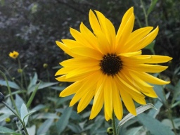 Friends of Arya logo