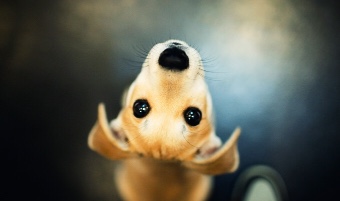 Тузик & Со logo