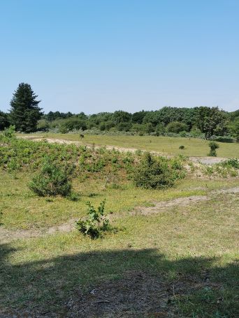 Dog Lovers ☕Tamara☕ post image